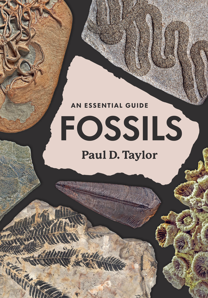 Fossils: An Essential Guide cover
