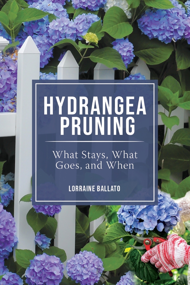 Hydrangea Pruning: What Stays, What Goes, and When cover