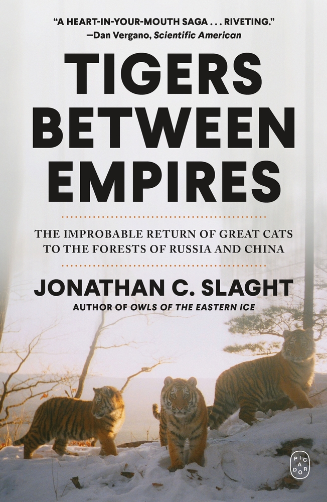 Tigers Between Empires: The Improbable Return of Great Cats to the Forests of Russia and China cover