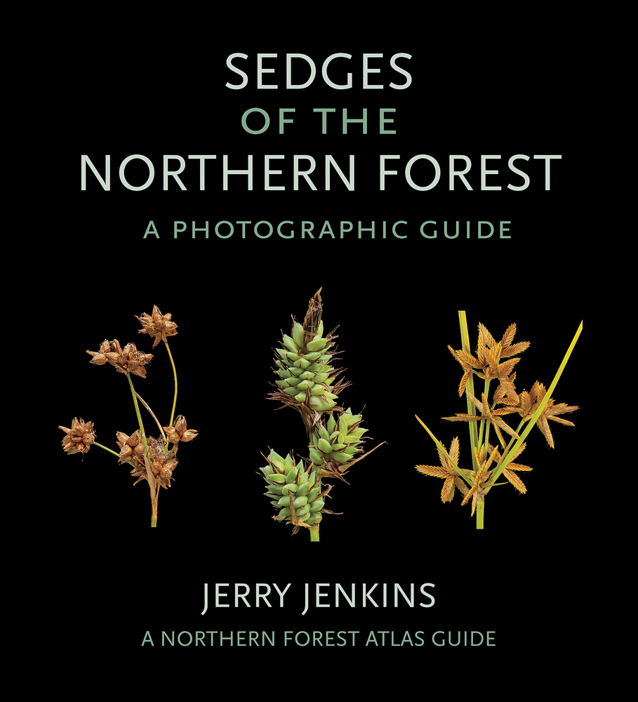 Sedges of the Northern Forest: A Photographic Guide cover