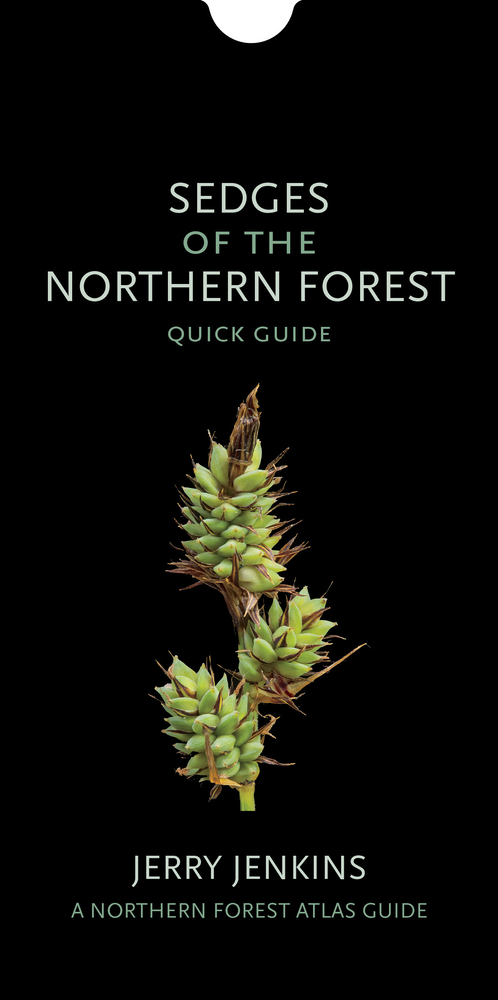 Sedges of the Northern Forest: A Photographic Guide cover