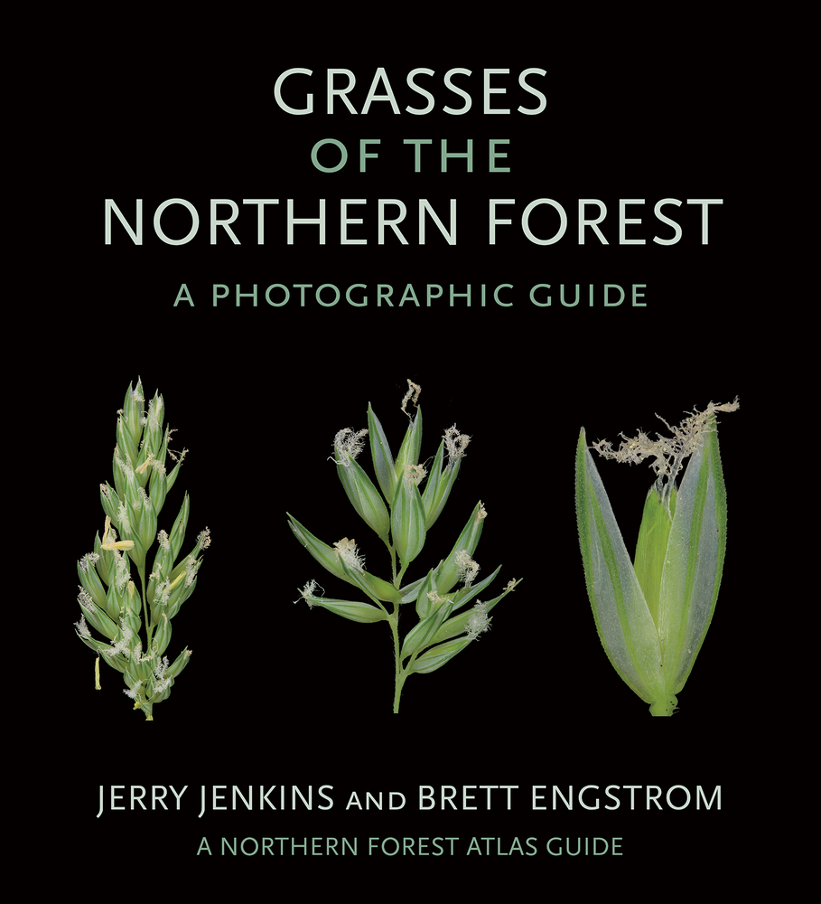 Grasses of the Northern Forest: Quick Guide cover