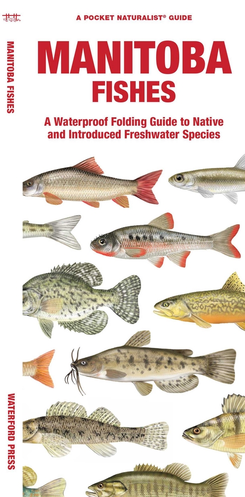 Manitoba Fishes: A Folding Guide to Native and Introduced Freshwater Species cover