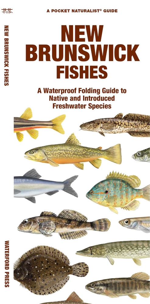 New Brunswick Fishes: A Folding Guide to Native and Introduced Freshwater Species cover