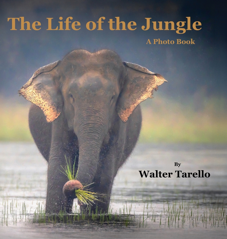 The Life of the Jungle: A Photo Book cover