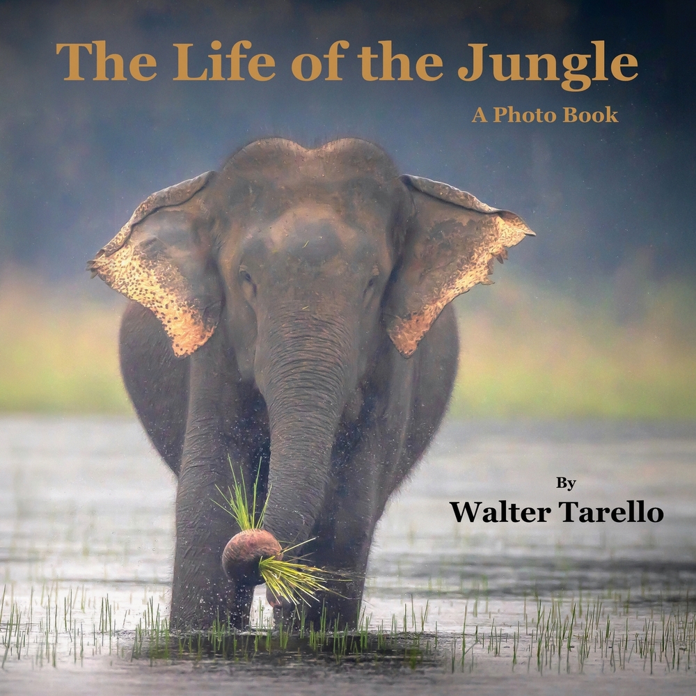 The Life of the Jungle: A Photo Book cover