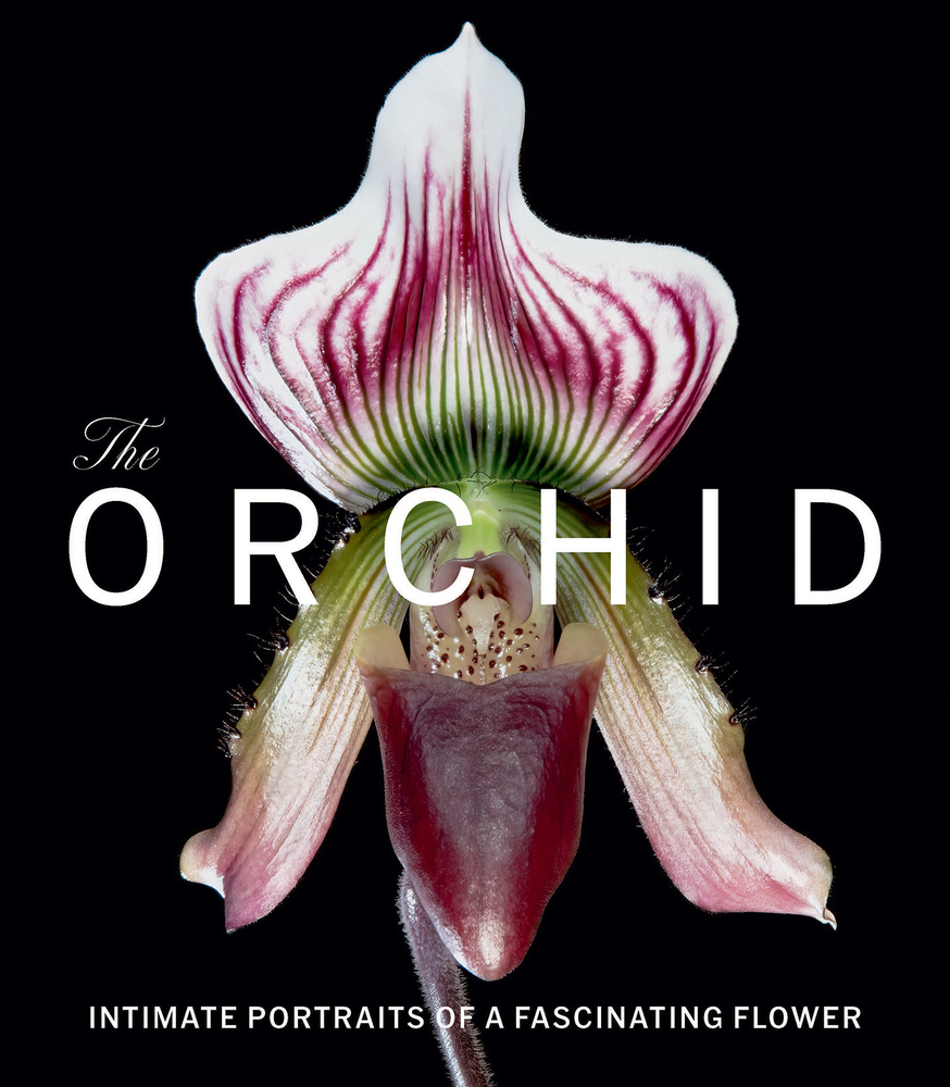 The Orchid: Intimate Portraits of a Fascinating Flower cover