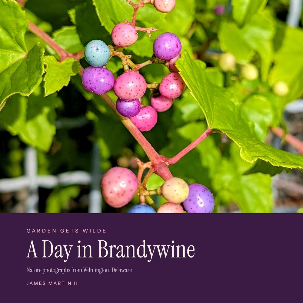 A Day in Brandywine: Nature Photography from Wilmington, Delaware cover