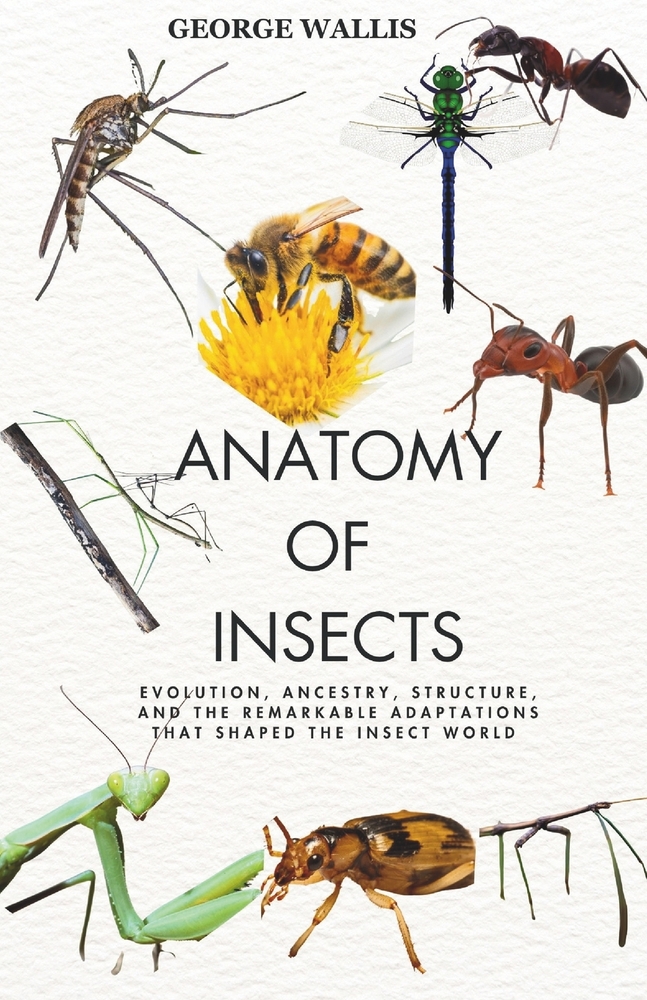 Anatomy of Insects: Evolution, Ancestry, Structure, and the Remarkable Adaptations That Shaped the Insect World cover