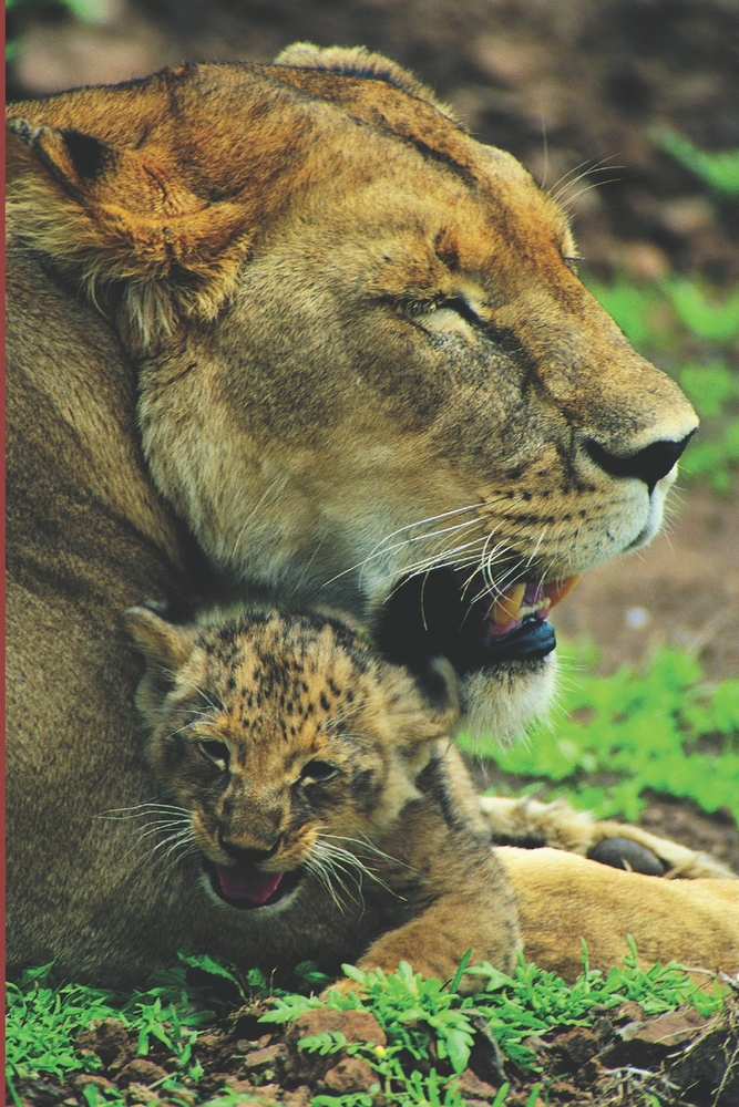 B'ajlom ii Nkotz'i'j Publications' Luo Phrasebook: Ideal for Traveling to Kenya and Tanzania cover