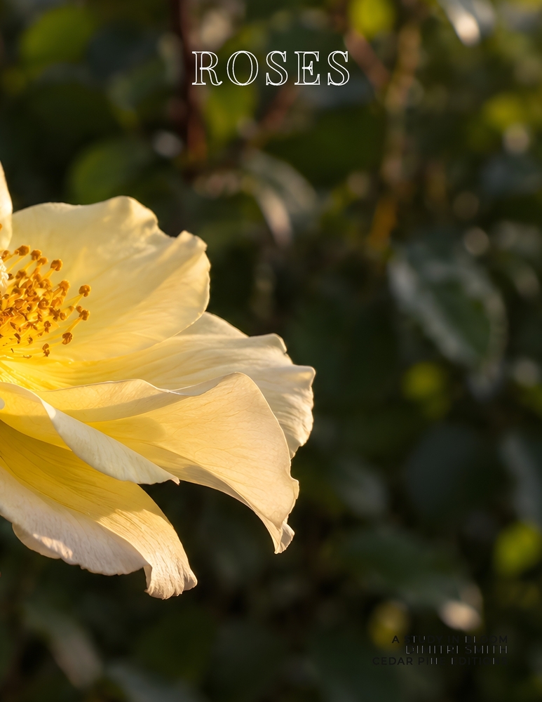 Roses: A Study in Bloom cover