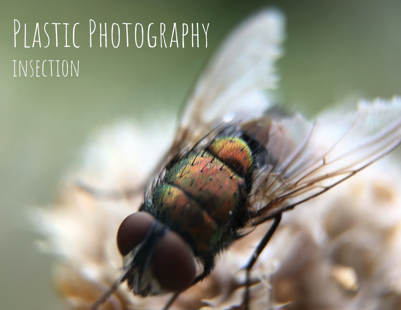 Plastic Photography: Bacca & Beyond cover
