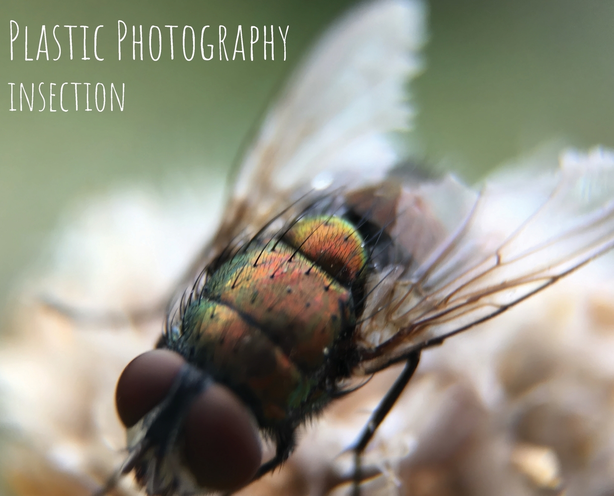 Plastic Photography: Bacca & Beyond cover