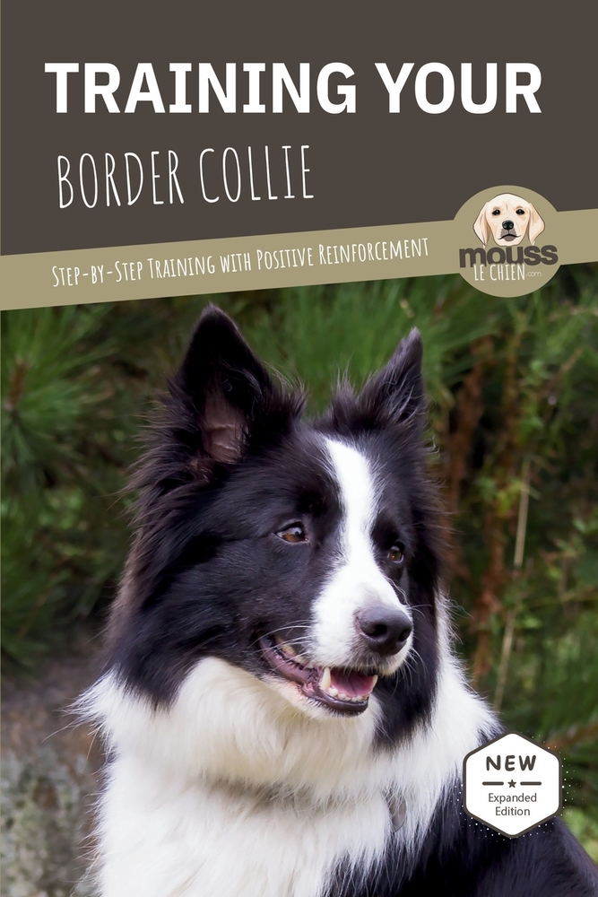Training Your Border Collie: Step-by-Step Training with Positive Reinforcement cover