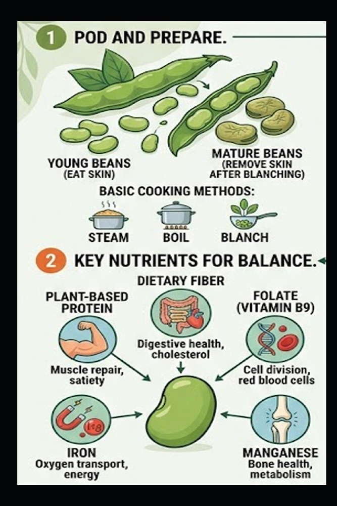 Broad beans Diet: A Step-by-Step Guide to Balanced Nutrition: Health cover
