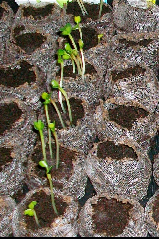 The Permaculture Handbook: Simple Steps to Design Your Sustainable Garden Oasis cover