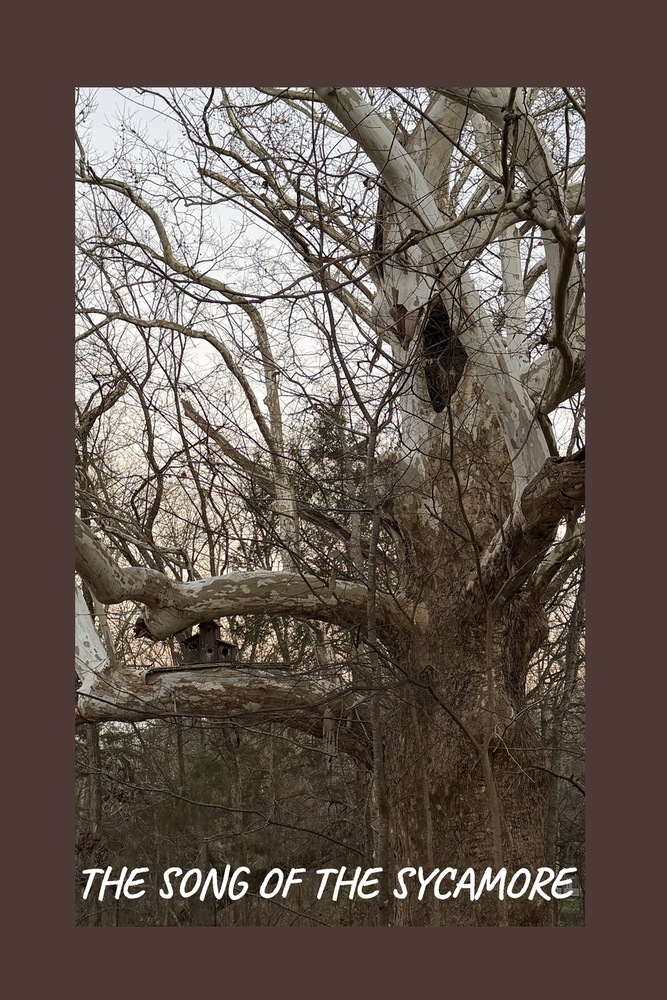 Song of the Sycamore: Owlivia's Legacy cover