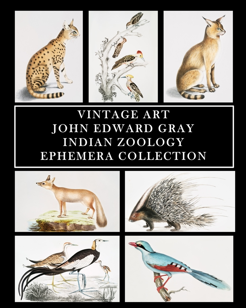 Vintage Art: John Edward Gray: Indian Zoology Ephemera Collection: 65 Images for Framing, Collages, Scrapbooks and Decoupage cover
