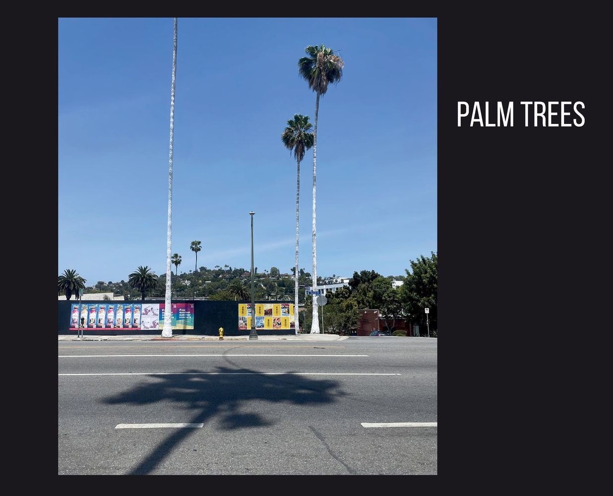 Palm Trees cover